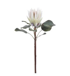 King Protea 23.5"  white    (25)