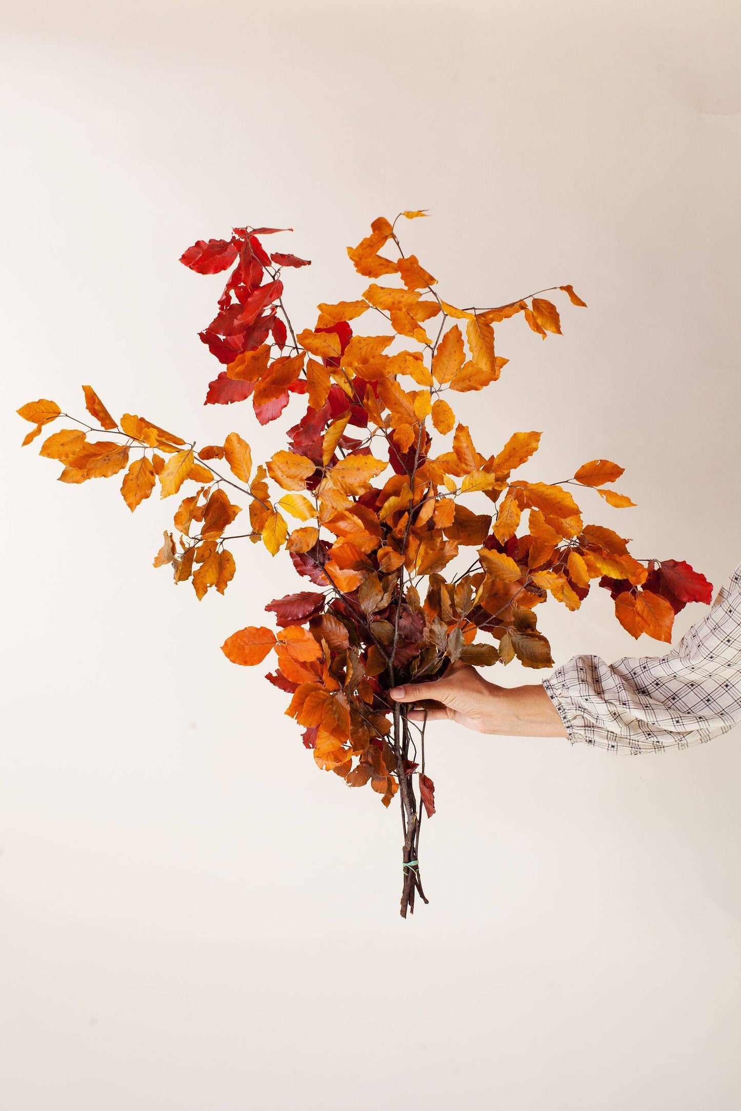 Preserved Copper Beech        (25)