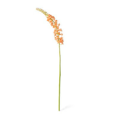 Eremurus Stem.       (25)