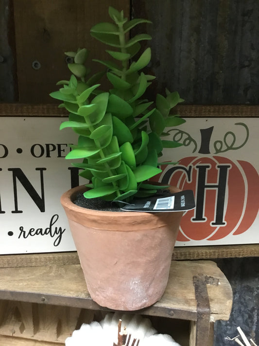 Pdch049-Pdh Cassula Succulent