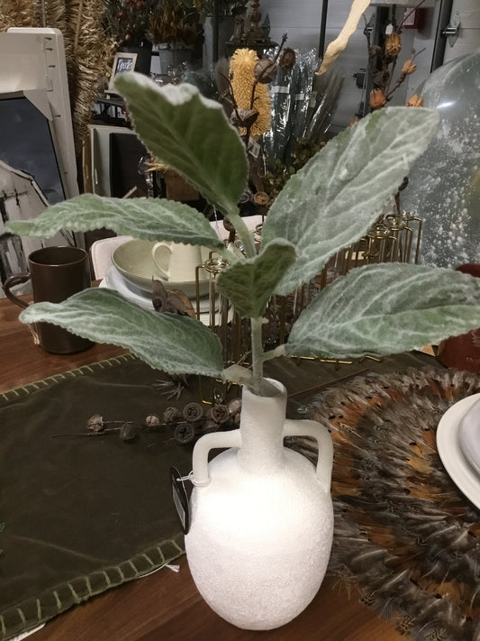 Eby80034-Phc Lambs Ear