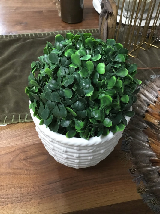 BTB6-FA Boxwood Topiary Ball 6"