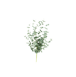 CLX2984 Botanica