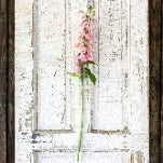 Eby00346  Park Hill Collection Eby00346 Crafted English Foxglove