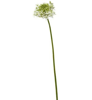 Agapanthus 37.5" two tone white    (25)