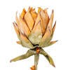 37" Orange Dried Protea Stem