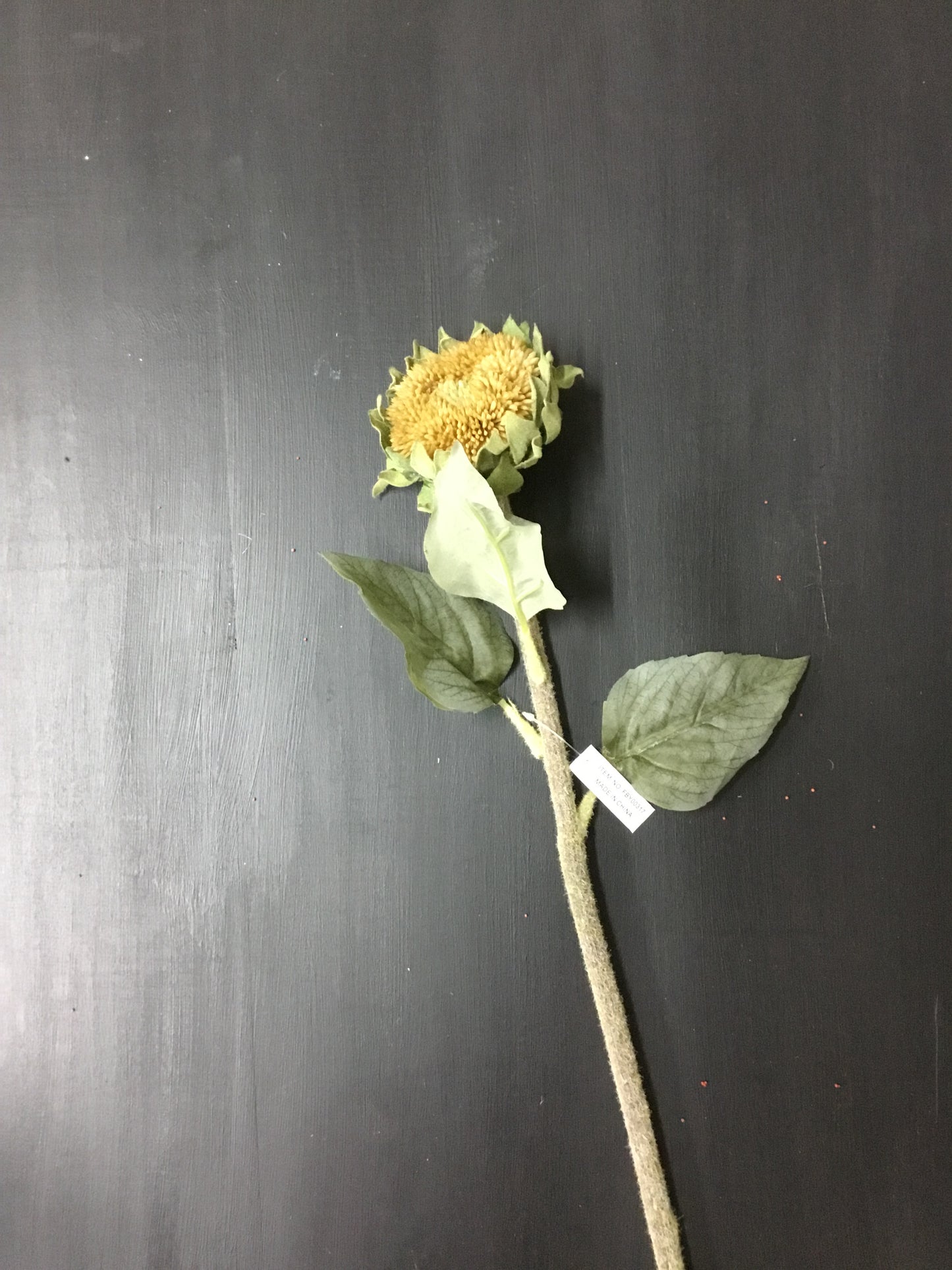 Fby00317-Phc Dried Sunflower Pod