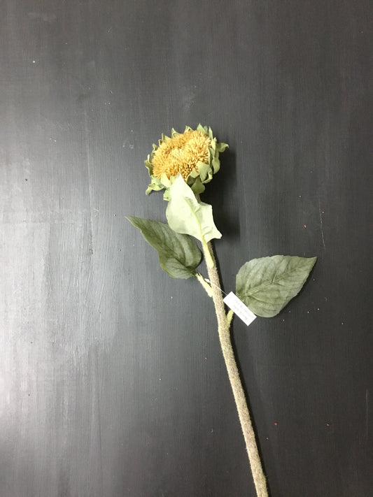 Fby00317-Phc Dried Sunflower Pod