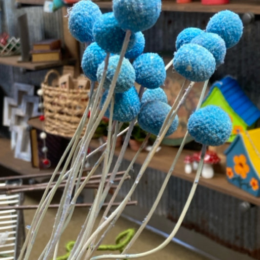 734205758816 Blue Craspedia  1.75 Oz Bunch