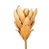 25" light Orange Protea Stem