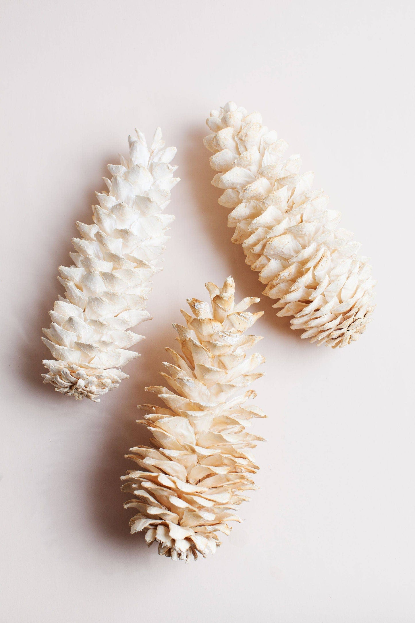 Giant White Sugar Pine Cone.      (25)