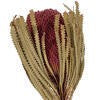 Natural Pink Banksia Menzi Flower