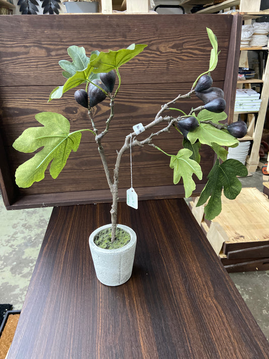 Ebq00535-Phc Mission Fig Topiary - copy