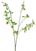 Green Leaf Berry Spray.      (25)
