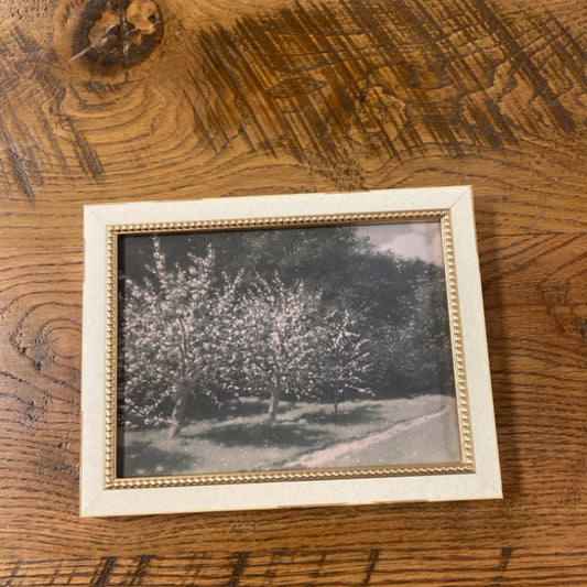 6 Moody Blossom Trees
