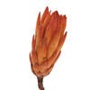 Nectarine Repans bundle of 6