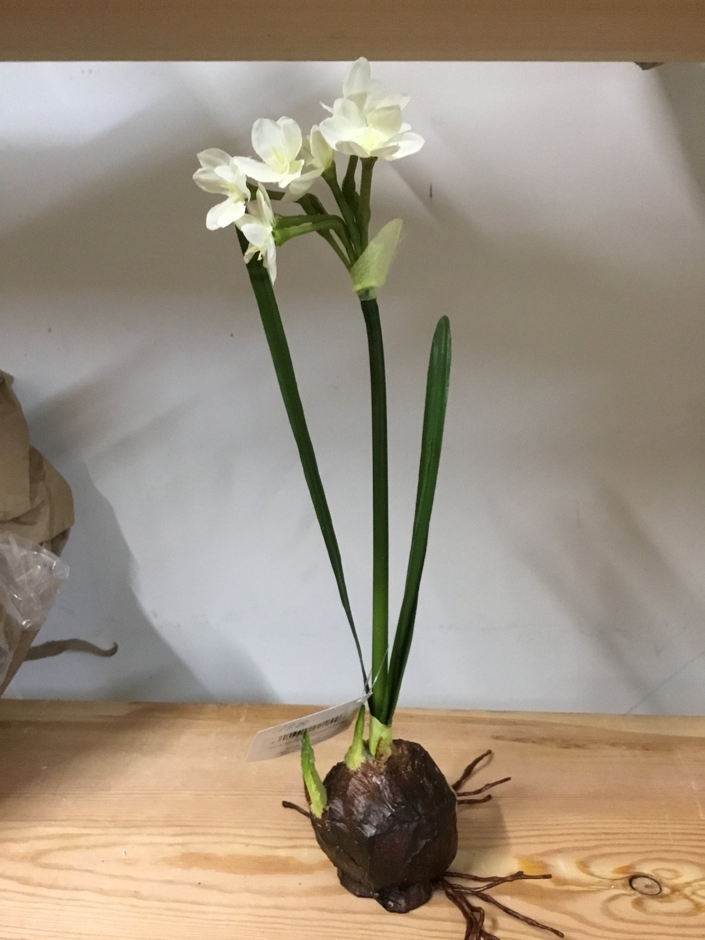 D12006 Napa Home & Garden CC 14" Single Paperwhite Bulb