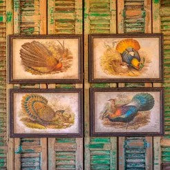 Peacock Pheasant print.  (25)