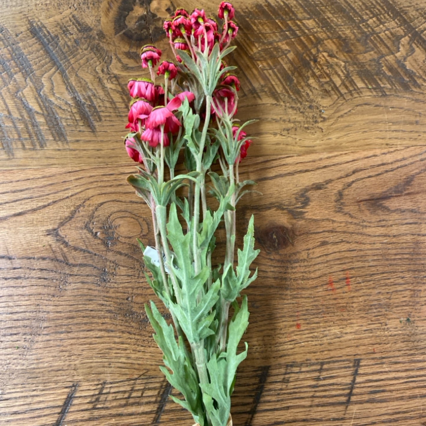 6 F5-7627 29" black eyed Susan bundle pink