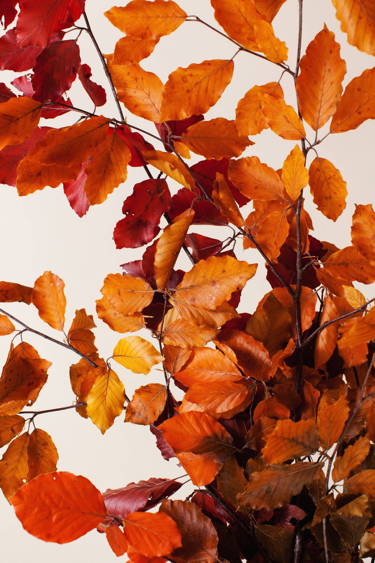 Preserved Copper Beech        (25)