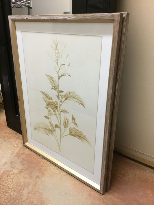 Ewa20246-Phc Sepia Botanical Framed Print