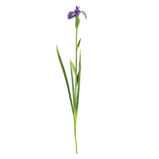 TP412 Dutch Iris Stem 35"