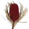 Jumbo Red Banksia Flower