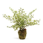 Napa Home & Garden Conservatory Maidenhair Fern Drop-in 9"
