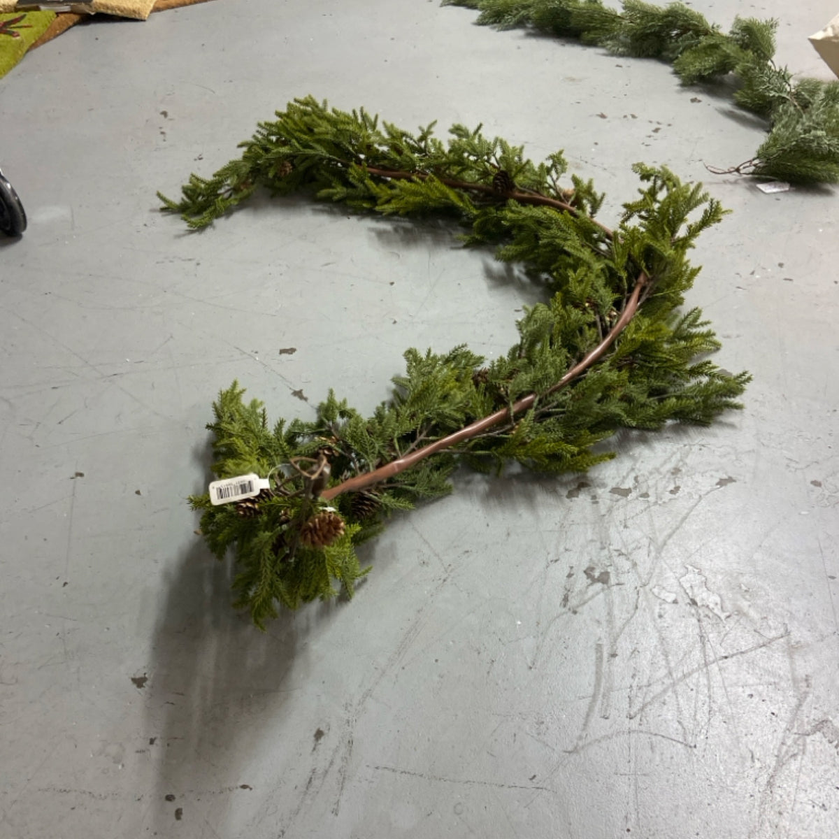 6 66" Colorado Spruce