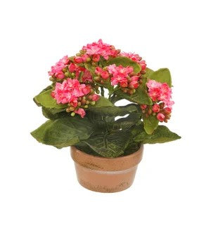 Potted Mini Kalanchoe red or green or white    (25)
