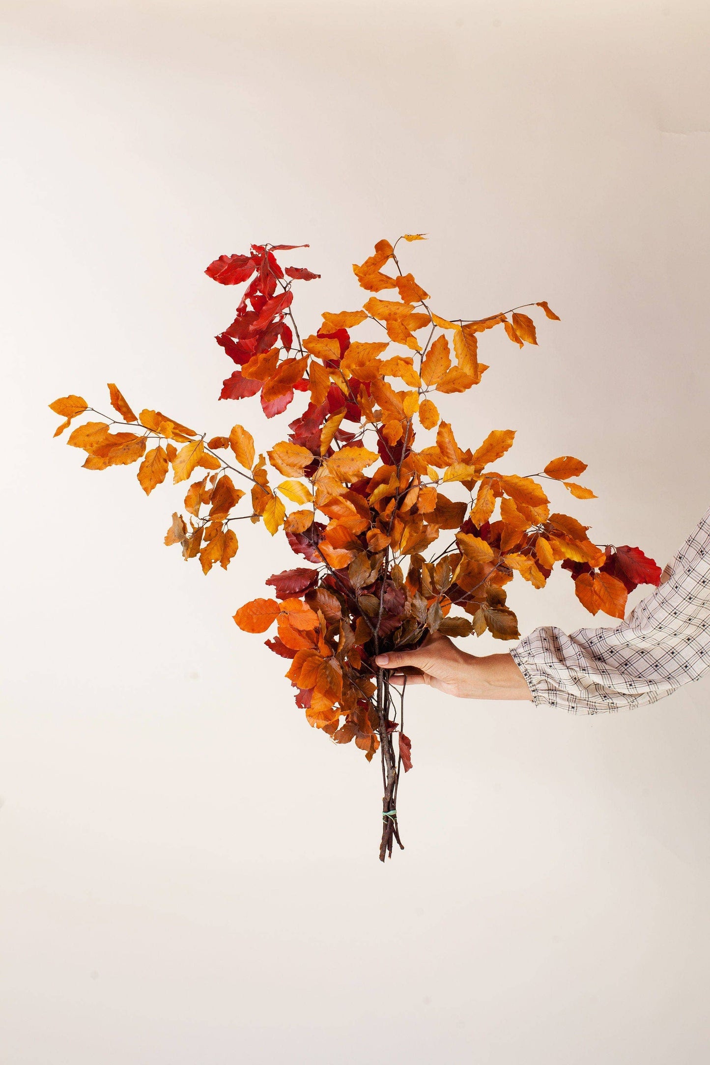 Preserved Copper Beech        (25)