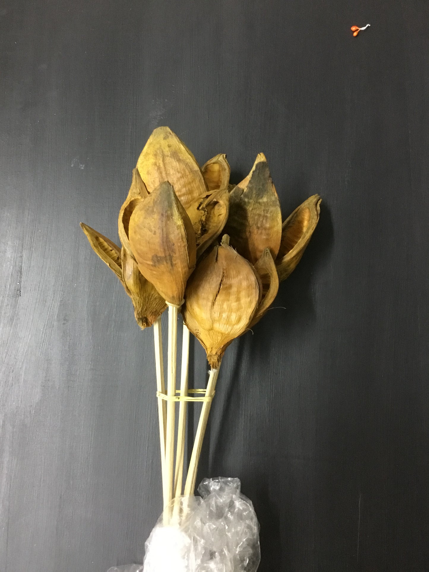 H2sor725  Pod Stem Aspen Gold