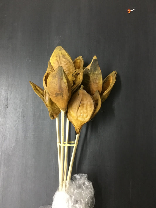 H2sor725  Pod Stem Aspen Gold