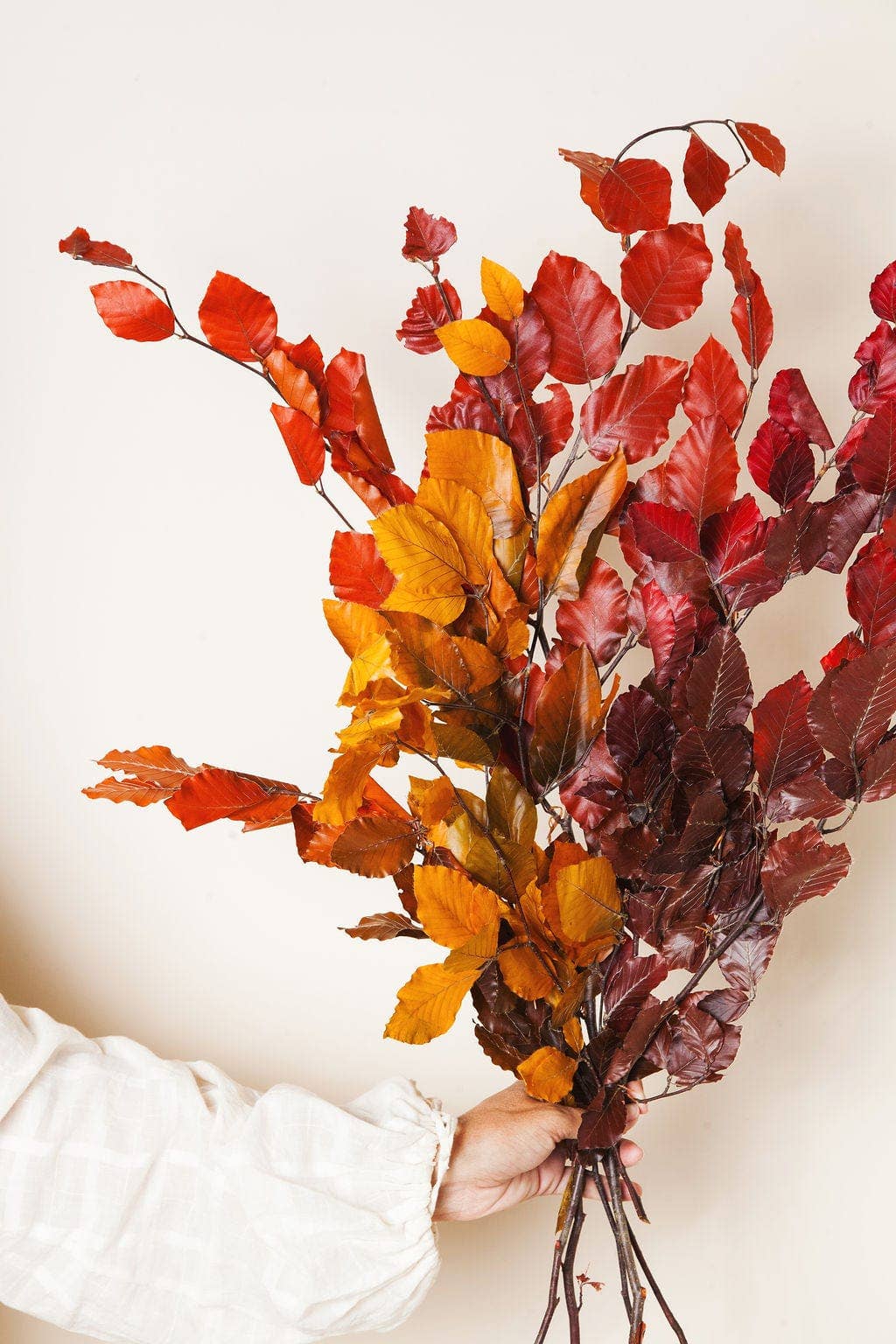 Preserved Copper Beech        (25)