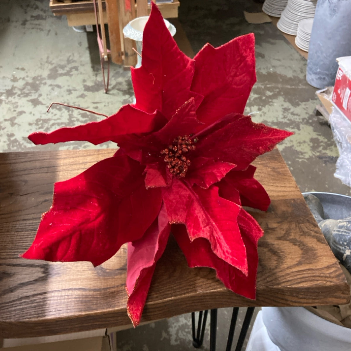 6 X23280 Poinsettia Stem