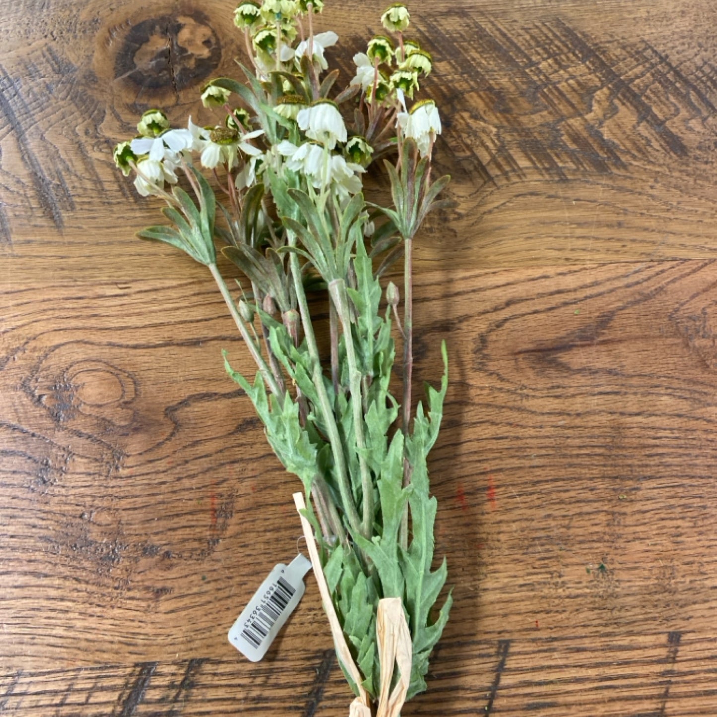 6 F5-7627 29" black eyed Susan bundle cream