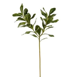 Pittosporum 21.5" Stem green     (25)
