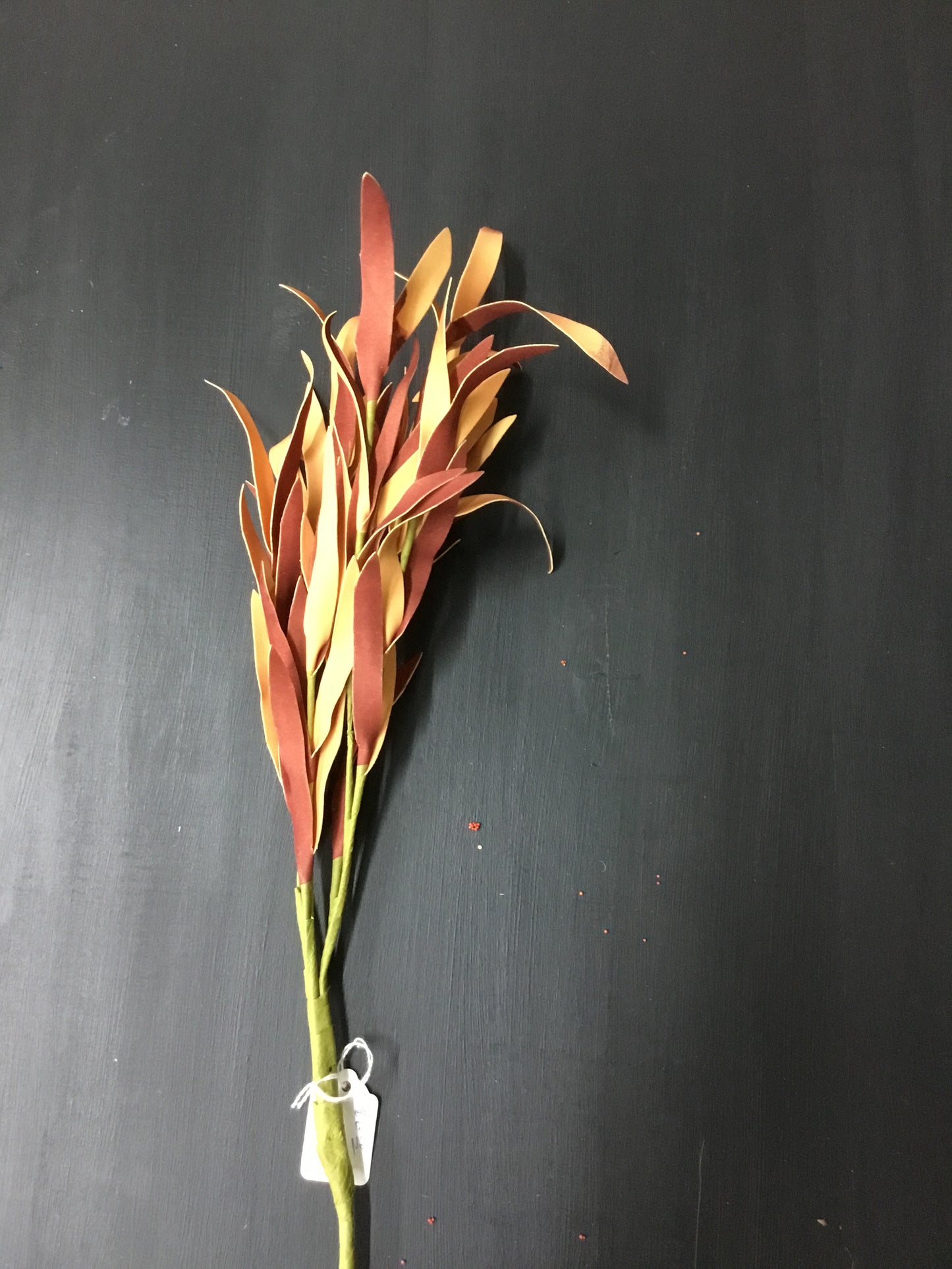 17379728-Jn Orange Stem