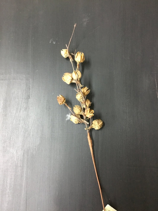 28370-Ha Cotton Pod