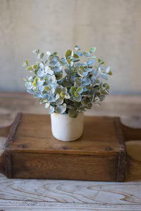 Boxwood Sage Plant in Concrete Pot.   (25)