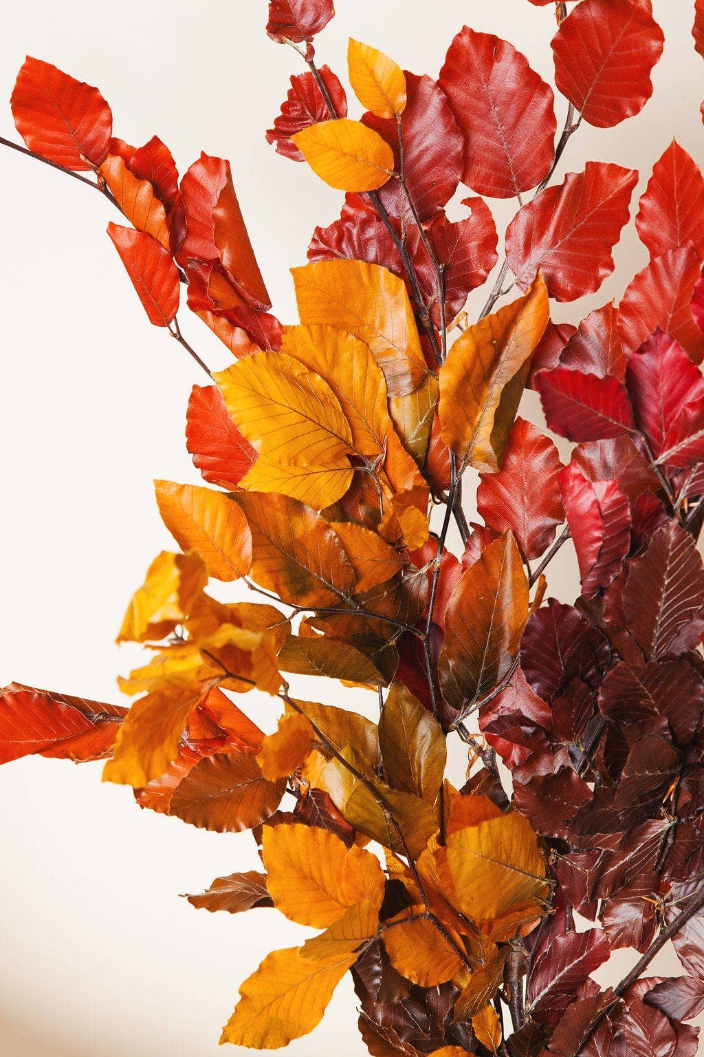 Preserved Copper Beech        (25)