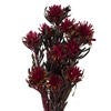 Merlot Plumosum Bundle of 8