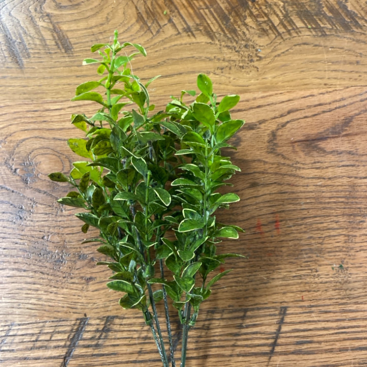6 G1-8062  14.5 mini privet x 5 green