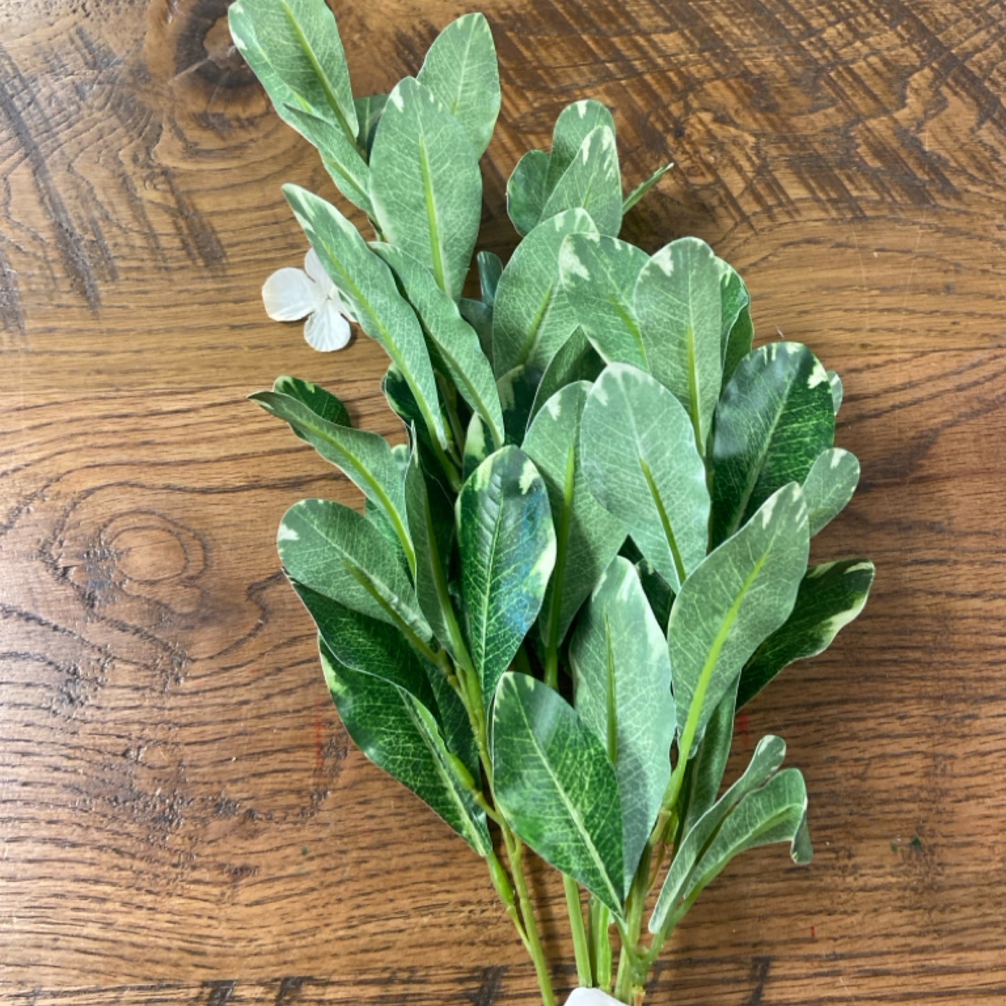 6 G1-8639 19" laurel bush