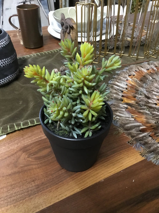 Cyf1302 Ka Succulent In Pot