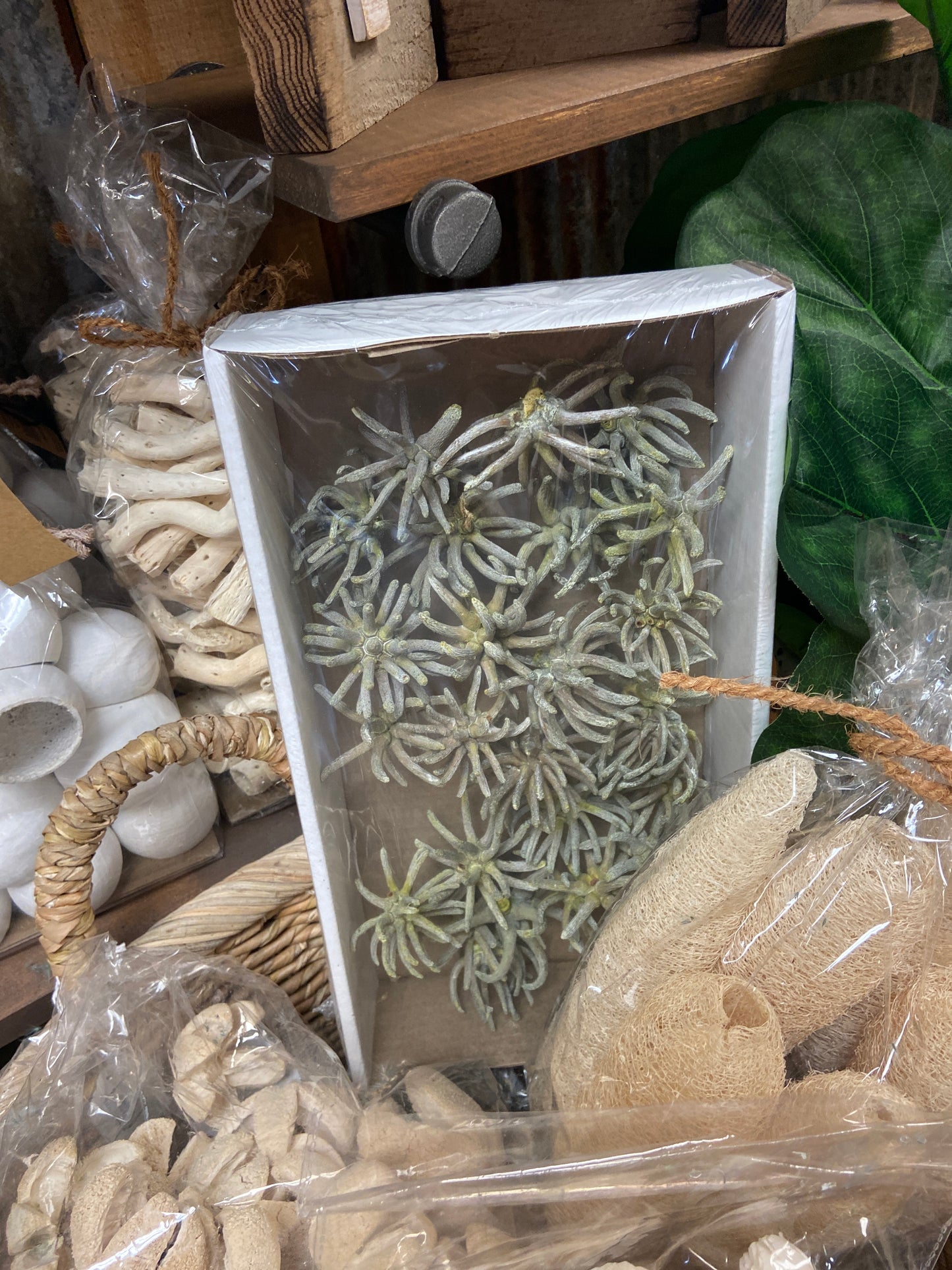 H1SCL150 3-4" Frosted Green Spider Claws Box